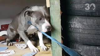 Sauvetage de chiens enfermés dans un garage clandestin [upl. by Dreda769]