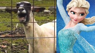 Let It Goat  Disney Frozen Edition [upl. by Macrae782]