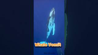 Why Whale vomit valuable🫢shortsfeeds [upl. by Armat900]