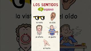 aprenderespañol Los 5 sentidos [upl. by Chivers]