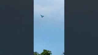 Remote control flying Bird [upl. by Huttan448]