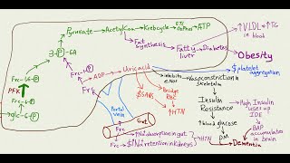 the Fructose debate with Lustig Perlmutter Knobbe Durian Rider Johnson [upl. by Utica783]