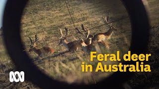 The complex conundrum of wild deer in Australia 🦌  Meet the Ferals Ep 3  ABC Australia [upl. by Elene484]