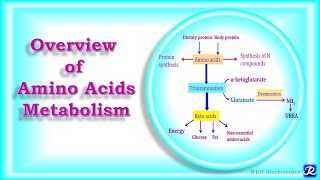 Proteins  Amino Acid Formula  Peptide Bond  Class 11 Biology UrduHindi [upl. by Marguerite]