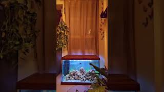 Aquarium set up  Fish tank set up  sorts fishtank fish fishbowl fishaquarium [upl. by Talich]