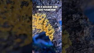 Pulsing Plasmodium Acellular Slime Mold Myxomycota In Time Lapse Motion Last Of Us Intro [upl. by Eimak]