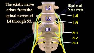 Sciatic Nerve  Anatomy  3D animation  Everything You Need To Know  Dr Nabil Ebraheim [upl. by Soilissav]