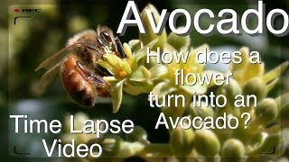 Grafted Avocado Tree  How does Pollination Work Time Lapse [upl. by Adnilav834]