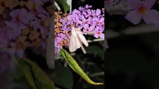 Light Arches Apamea lithoxylaea feeding on Buddleja davidii 02082024 Northern Ireland [upl. by Ik709]