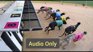 Warragul greyhounds Thursday October 3rd 2024  Race 8 [upl. by Lisetta]