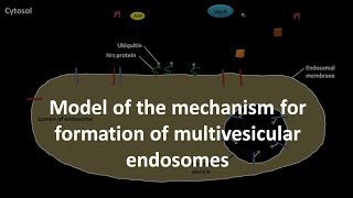 Multivesicular endosome formation mechanism [upl. by Uni861]