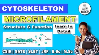 CYTOSKELETON  MICROFILAMENT or ACTIN FILAMENTS Structure amp function  MSc Classes  Cell Biology [upl. by Wales]