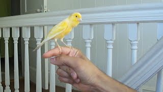 Canary singing on my hand [upl. by Sanfred]