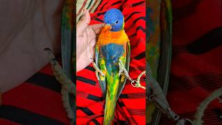 Rainbow lorikeet care birds lorikeet parrot care lorikeetparrot shorts shortsviral [upl. by Omari235]