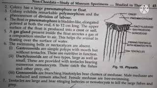 physalia classification habitat and comments zoology practical bsc1 best handwritten study notes [upl. by Nrehtac]