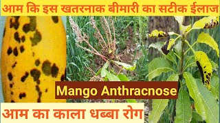 एंथ्रेक्नोज आम का विध्वंसकारी रोग  काला धब्बा रोग  Anthracnose Disease In Mango  कान्ता बायोटेक [upl. by Solahcin]