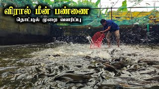 சிமெண்ட் தொட்டியில் விரால் மீன் வளர்ப்பு viral farm 🦈 [upl. by Kindig]