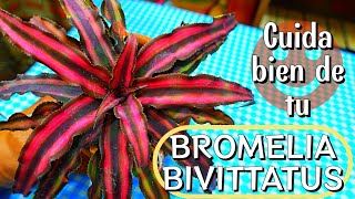 Cuidados de la BROMELIA BIVITTATUS  Aprendiendo a Cuidar [upl. by Bouchier655]