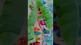 trendingvideo chhathpuja shorts [upl. by Simsar388]