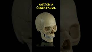 ANATOMIA ÓSSEA FACIAL resumosdeodonto resumosodontologia odonto shortsodonto shortsfeed video [upl. by Ityak]