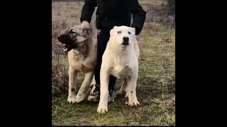 Kangal dog Vs Akbash Livestock guardians✅ [upl. by Desdee]