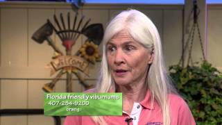 Central Florida GardeningFlorida Friendly Viburnums [upl. by Lashonde]