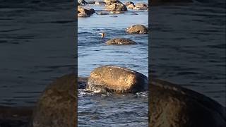 WATCH Merganser Swim The RAPIDS video wildlife duck river shorts [upl. by Laiceps961]