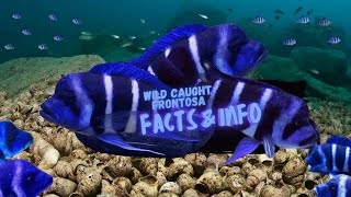 Wild Caught Frontosa Facts amp Info  African Cichlid Guide [upl. by Ketty]