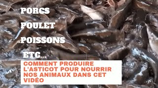 LASTICOT POUR NOURRIR LES POISSONS [upl. by Pratte]