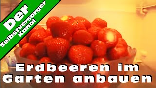 Erdbeeren im Garten anbauen und die Schwierigkeiten [upl. by Enyrhtak]