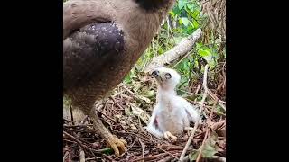 quotEagles Incredible Hunting Skills Feeding Her Chicks a Snakequot [upl. by Fanni]