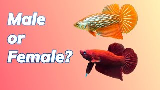 How to Identify Male Or Female Betta Fish [upl. by Janella]