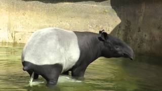 Malayan tapir London Zoo [upl. by Warring935]