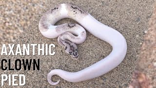 Axanthic Clown PIED ball python  ULTRA rare 2023 [upl. by Pinkham]