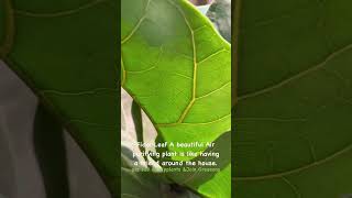 Fidal Leaf🐘 shorts ytshorts garden indoorplants nature trending shortfeed shortsviral fb [upl. by Akyssej]