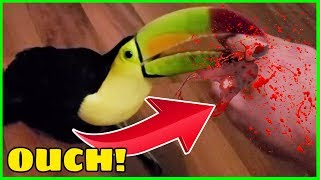 Toucans BITE and it is NOT FUN  One of Many Reasons They Make Terrible Pets [upl. by Hadley13]