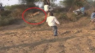 Lion Enter in Village in India  Live Rescue Video [upl. by Cha]