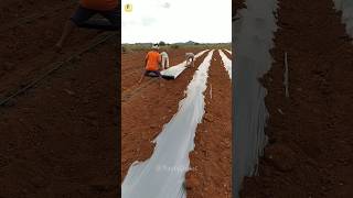 Why do Indian farmers use Mulching paper in their fields🤔🤔🤔shorts youtubeshorts trending [upl. by Harahs]