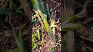 Snake plant कूड़े में भी grow करता है rescue shorts snakeplant gardenideas ytshorts trending [upl. by Hum]