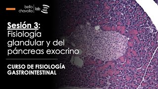 Fisiología del páncreas exocrino y de las glándulas salivales [upl. by Dempstor]