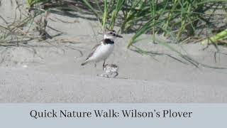 Wilsons Plovers [upl. by Kliman781]