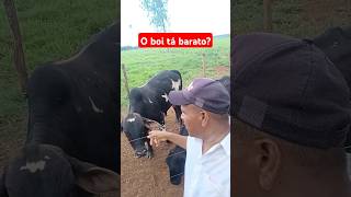 Carne de boi está barato carne agro fazenda gado preço [upl. by Inig682]