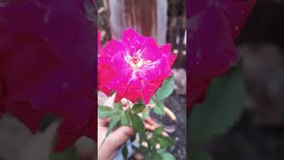 Red Roses youtubeshorts blessedtobless flowers [upl. by Airotel658]