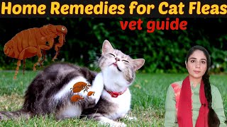 Cat fleas amp mites treatment at home  How to get Rid of Fleas in cats  Dr hira saeed [upl. by Elizabeth]