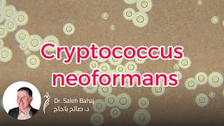 16 Cryptococcus neoformans [upl. by Anoek742]