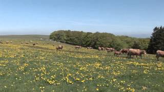 AUBRAC TRANSHUMANCE VALADIER [upl. by Capello]