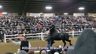 Percheron mare clips compilation with prices 2022 Gordyville Draft horse sale [upl. by Neelon]