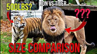 African Lion vs Siberian Tiger  Size comparison 2024 [upl. by Blanka934]