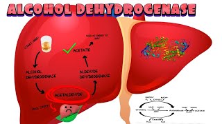 Alcohol Dehydrogenase [upl. by Main]