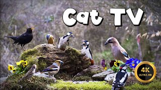 Cat TV for Cats to Watch 🐈  FLOWER BIRDIES 🐦‍⬛ 4K [upl. by Mikey]